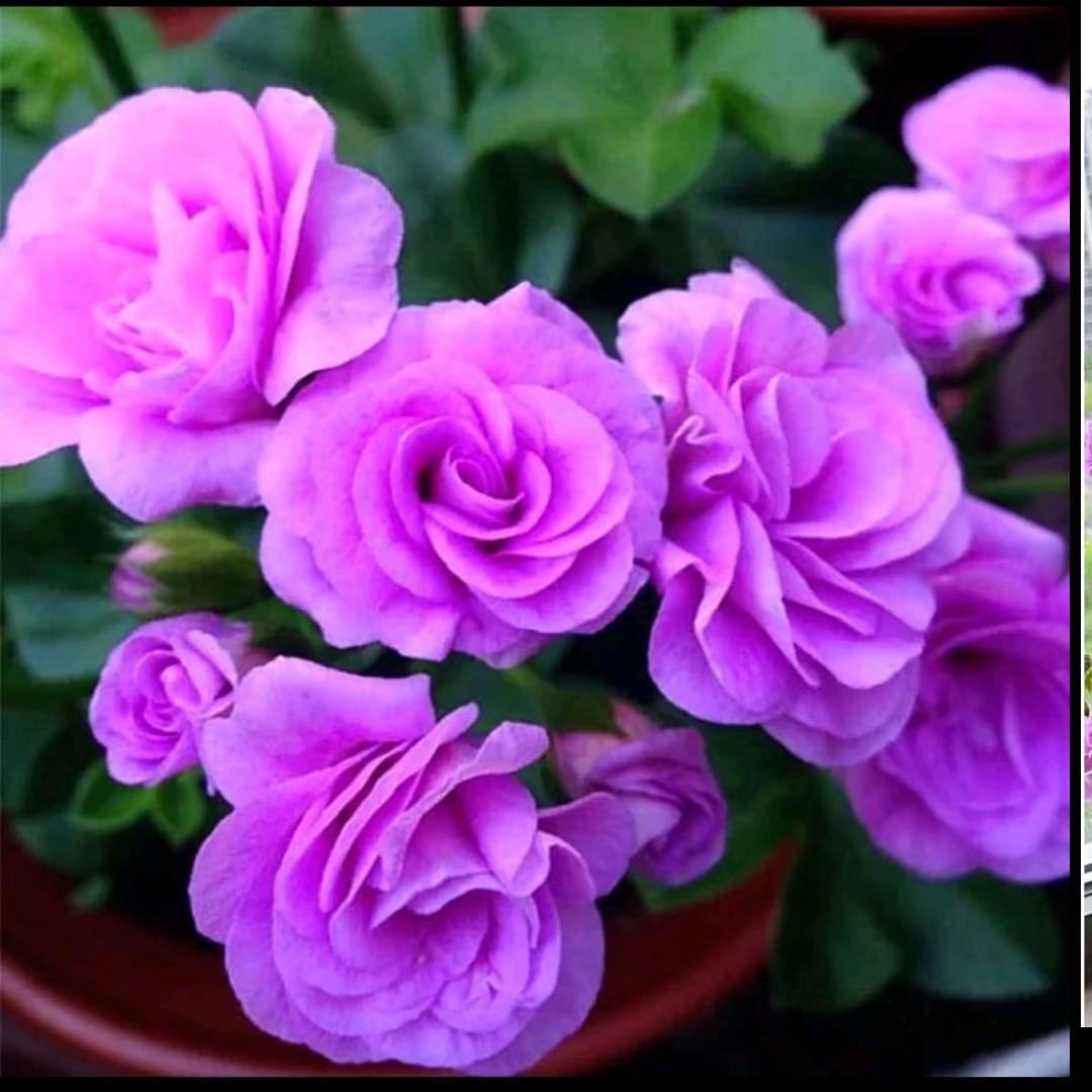 《垂吊夏日玫瑰》耐热勤花品种