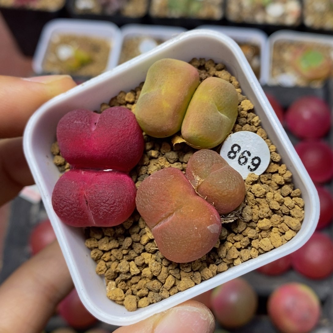 双头多肉多肉植物698