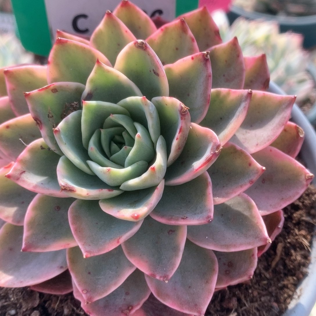 766红东云锦锦锦锦锦锦锦