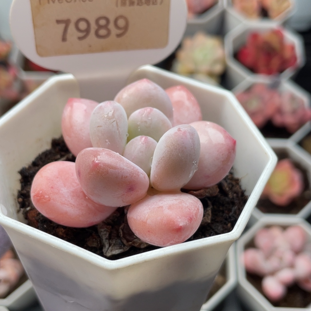 香水7989-5.5厘米