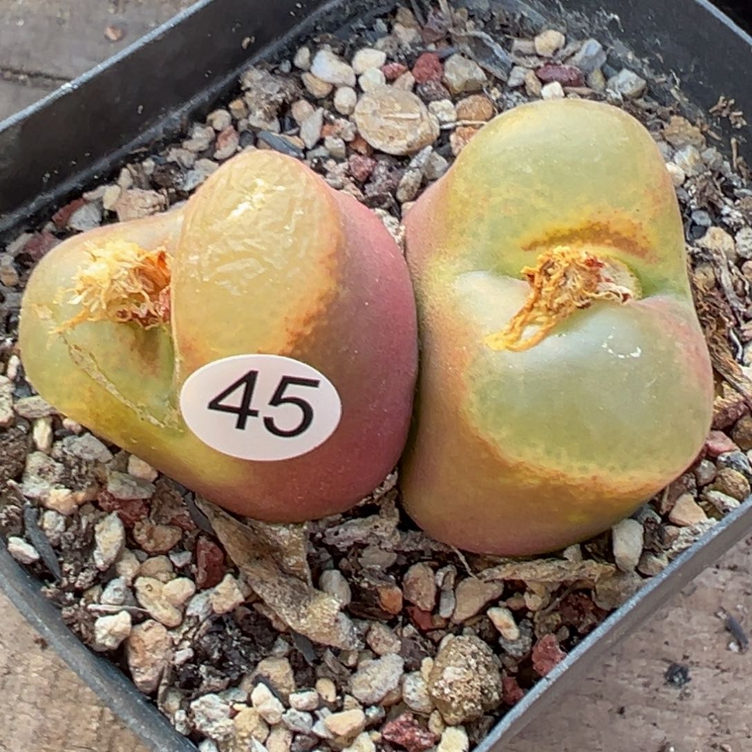 多肉植物111111111111111