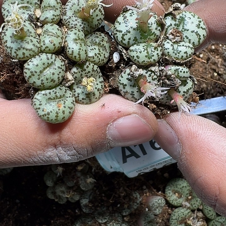 161 多肉植物多肉植物