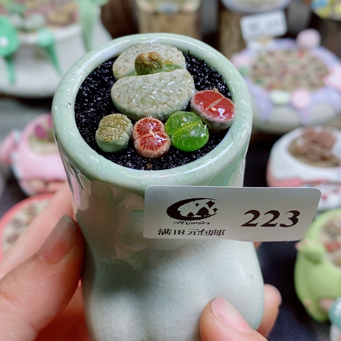 生石花花花花花花花223