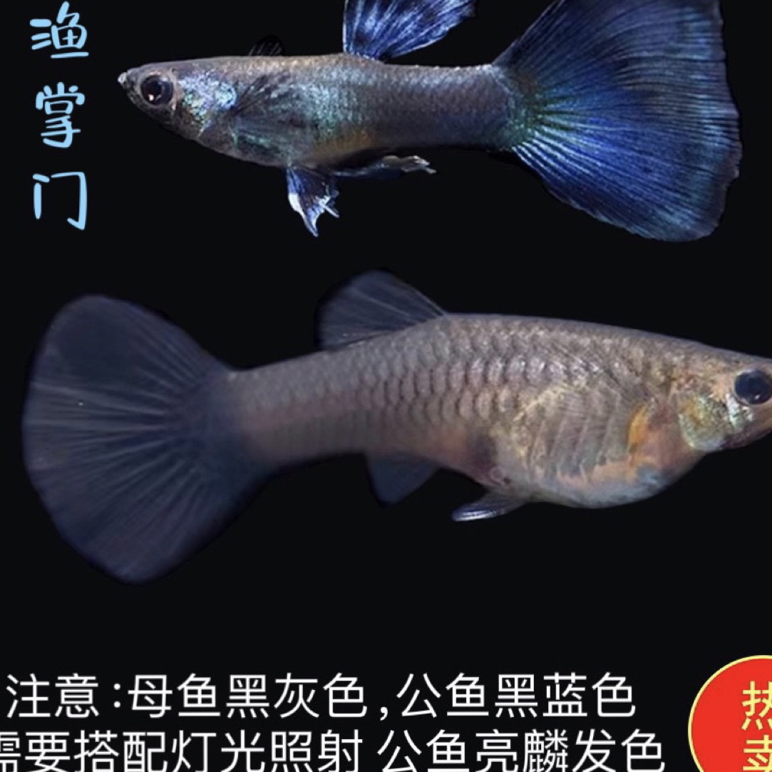 直播间精品小型热带淡水孔雀鱼大号冰蓝种鱼套餐（入缸后不包损）