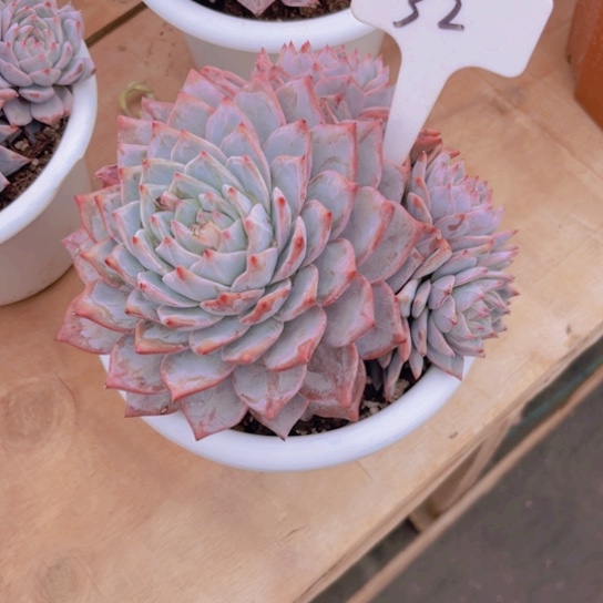 32号多头粉蓝鸟多肉植物