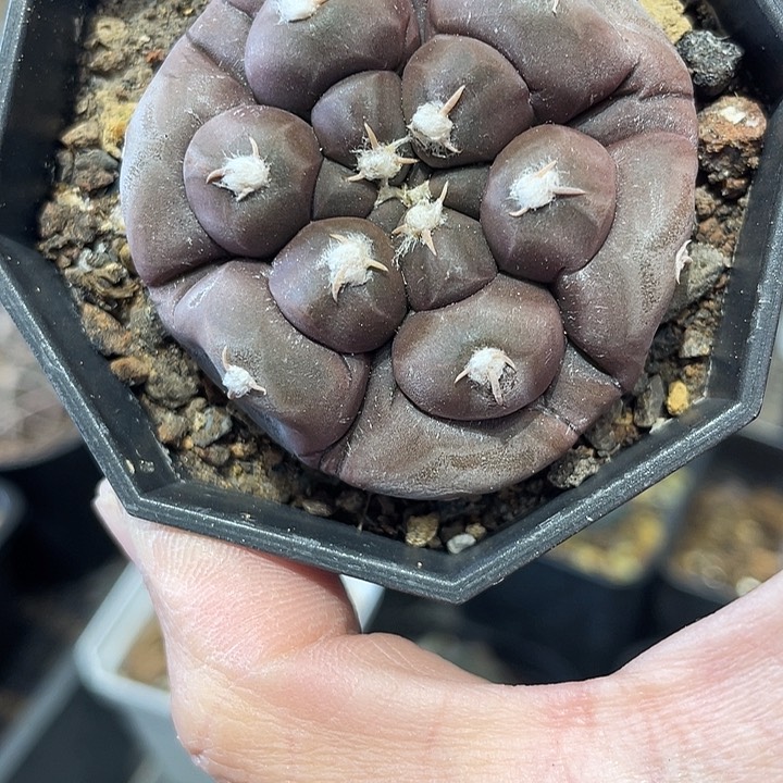 实生铅皮仙人球一颗