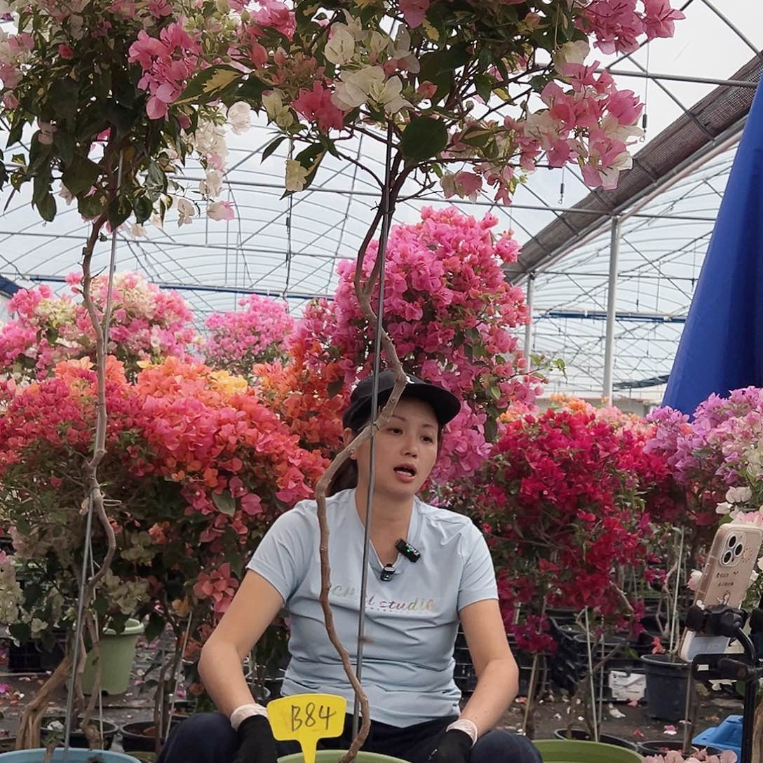 玖***儿大部分花苞少量开放B84金心橙白