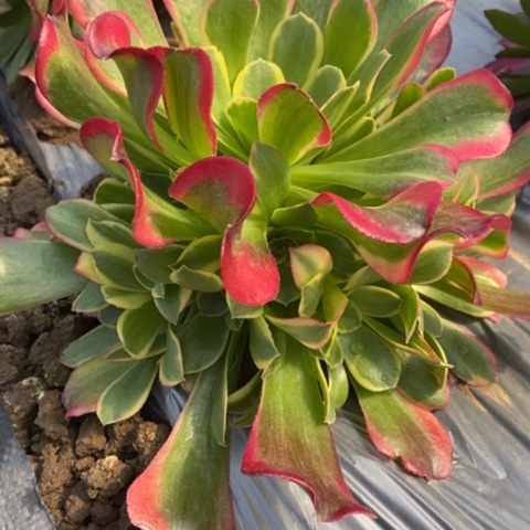 607特斯拉满25包邮多肉