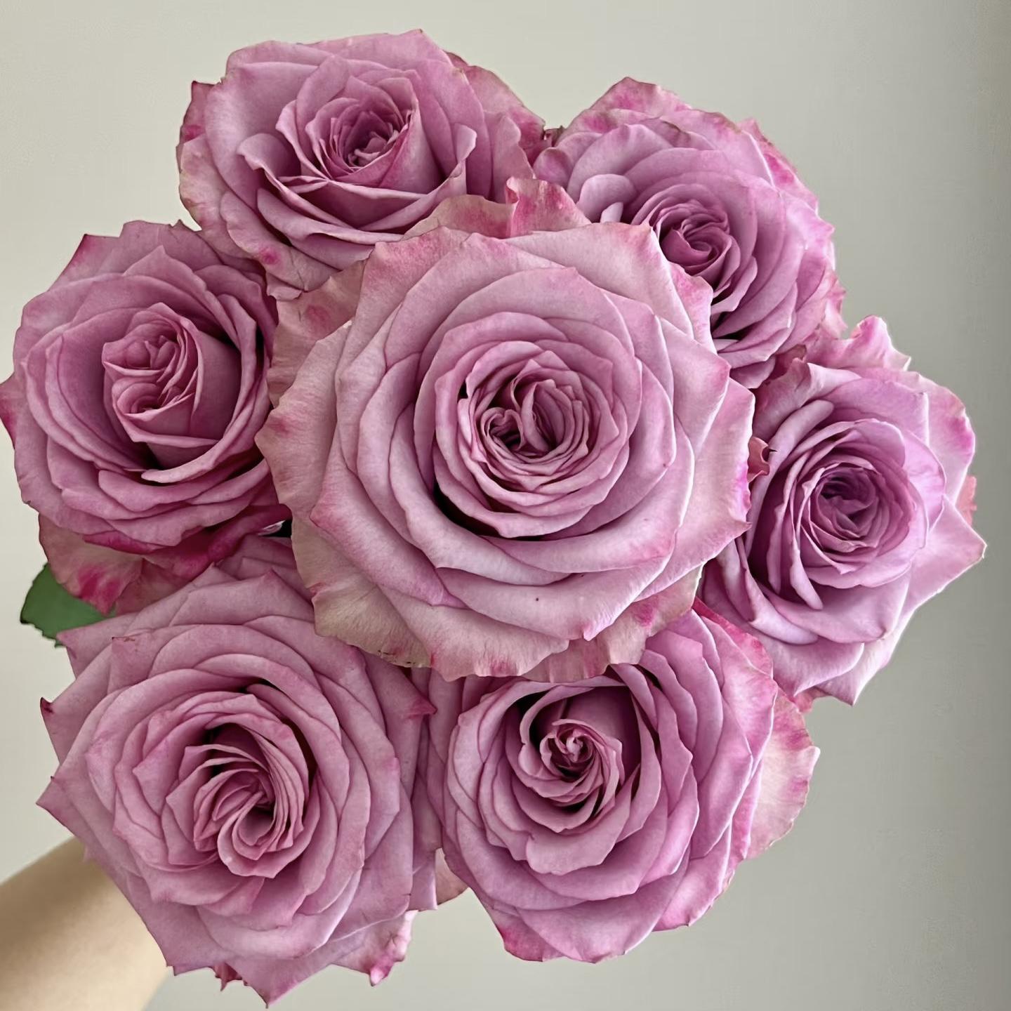 【方德】娇娃玫瑰20支（无土栽培）【1单包邮】