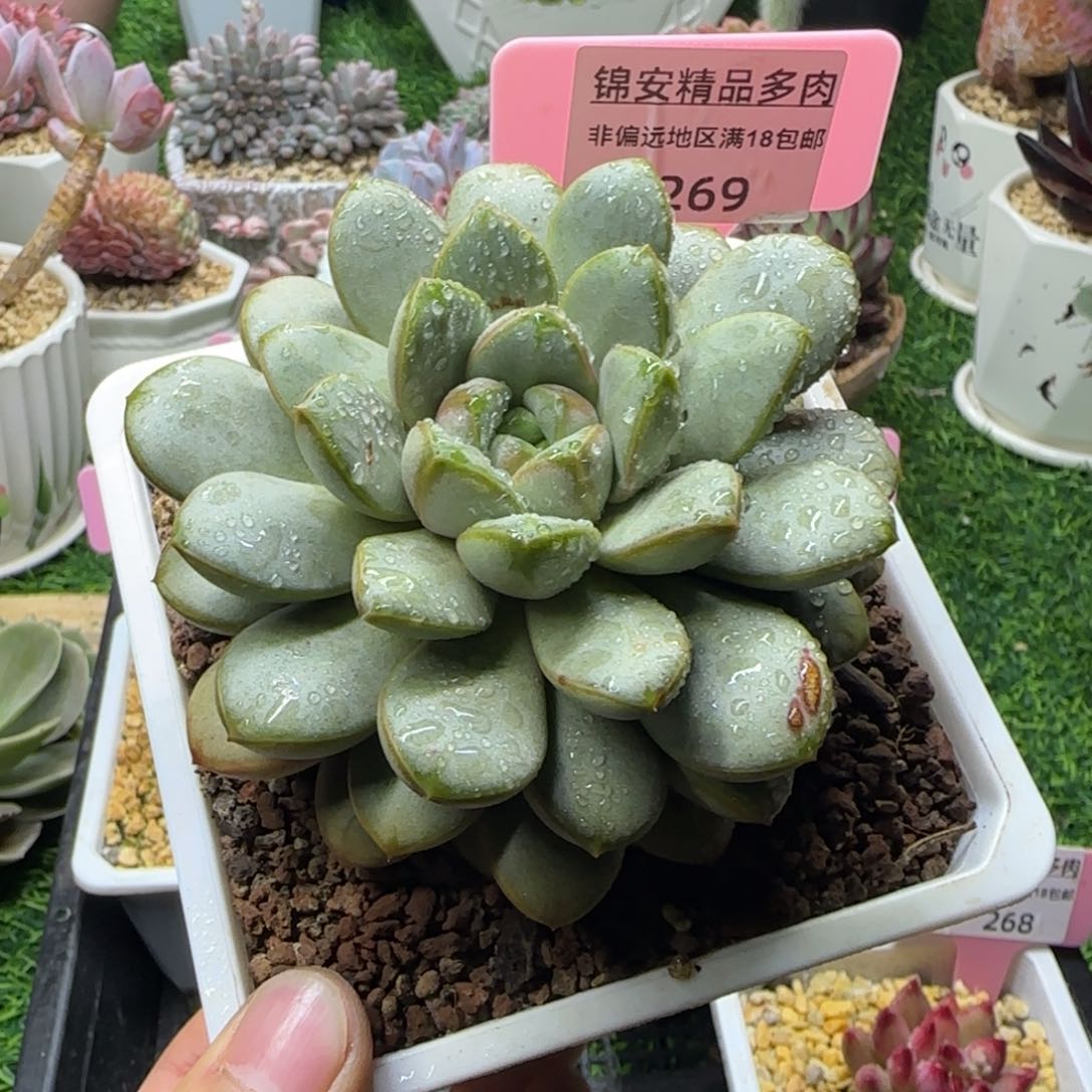 锦安精品多肉269