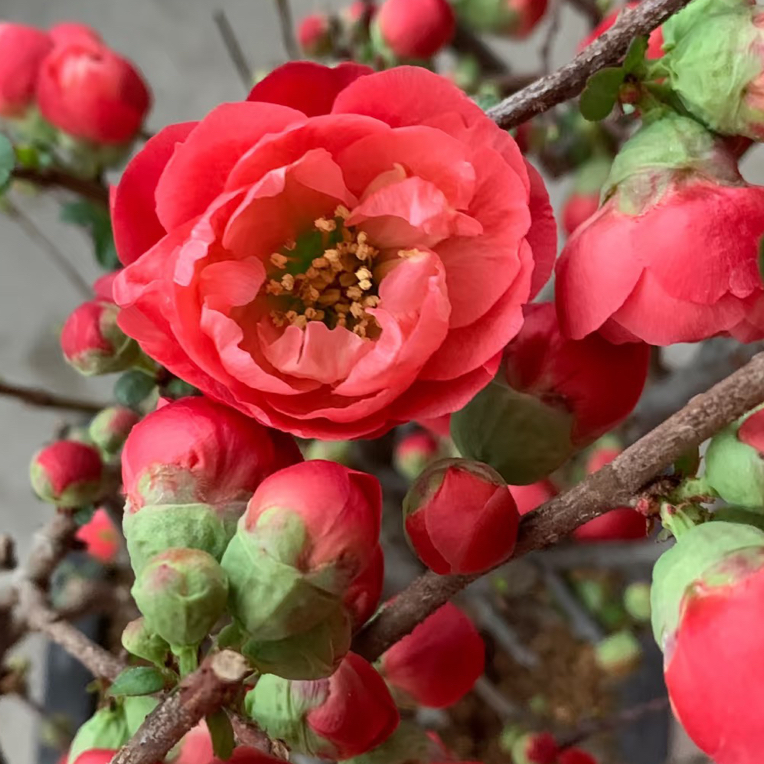【一物一拍】梅花海棠花盆景老桩盆栽花卉