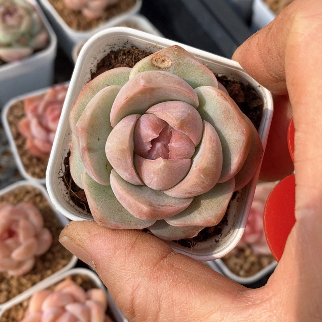 精品多肉一物一拍不包整85