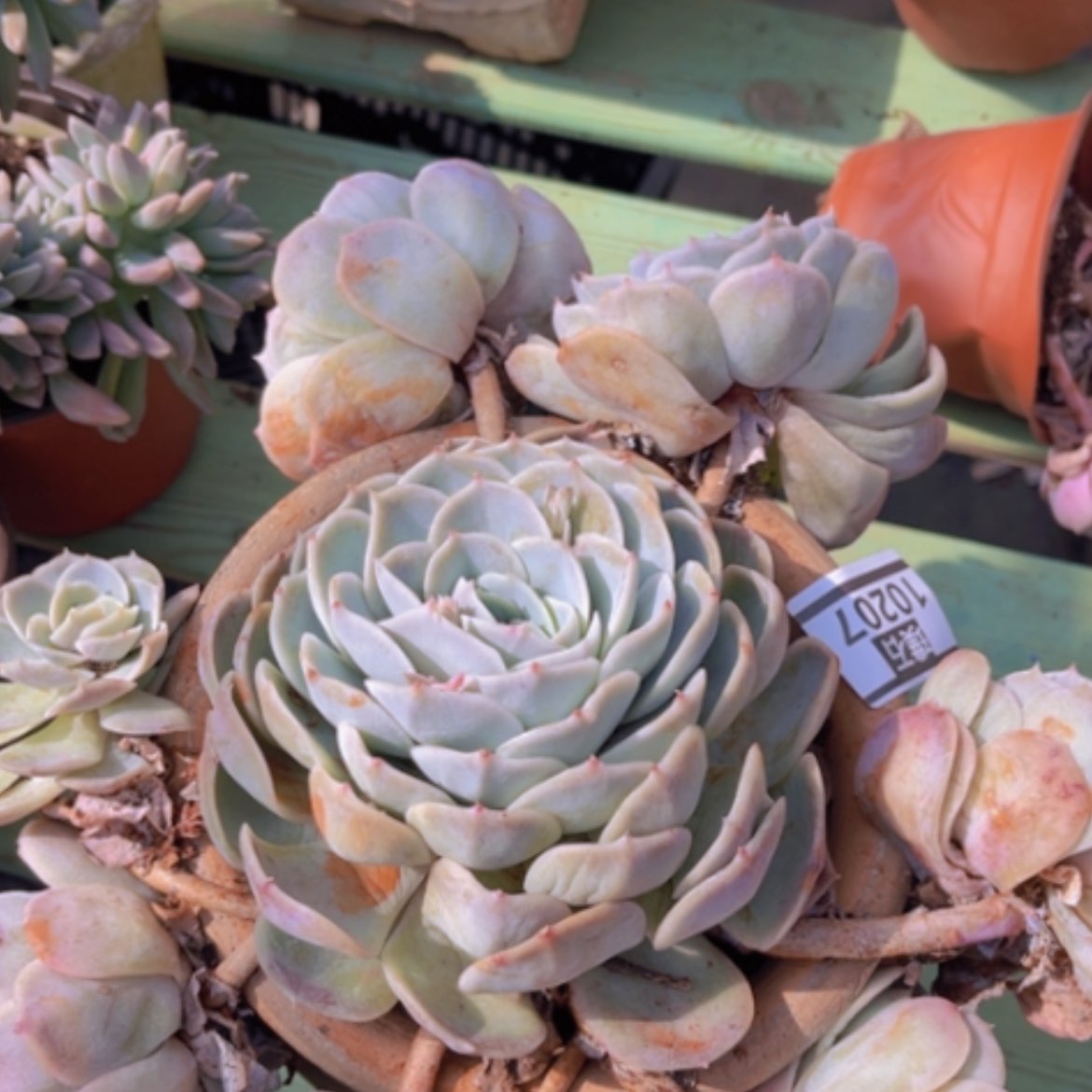 【闪购商品】蓝色惊喜10207