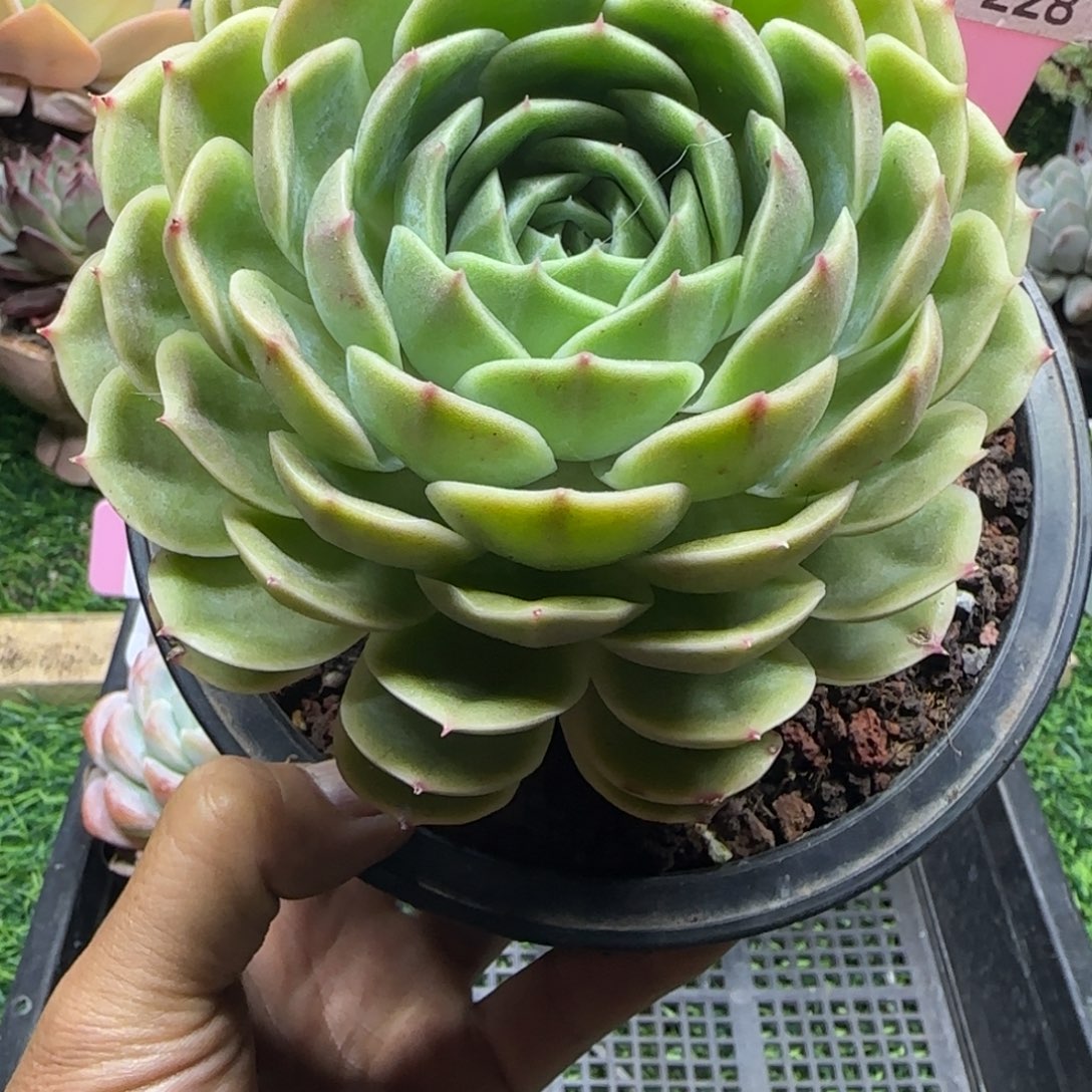 锦安精品多肉植物228