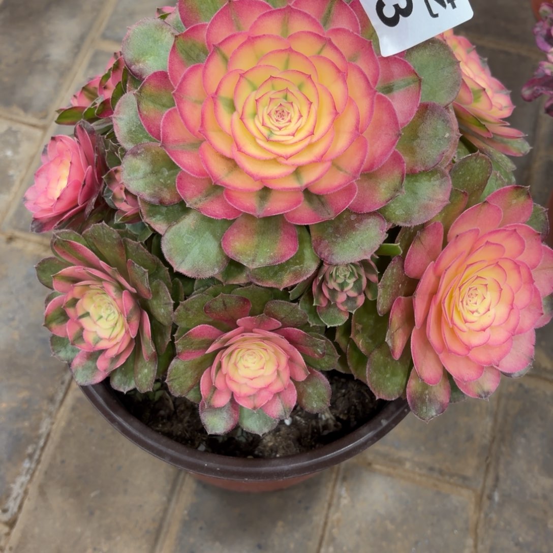 余***好荔枝福利663肉肉不周正肉