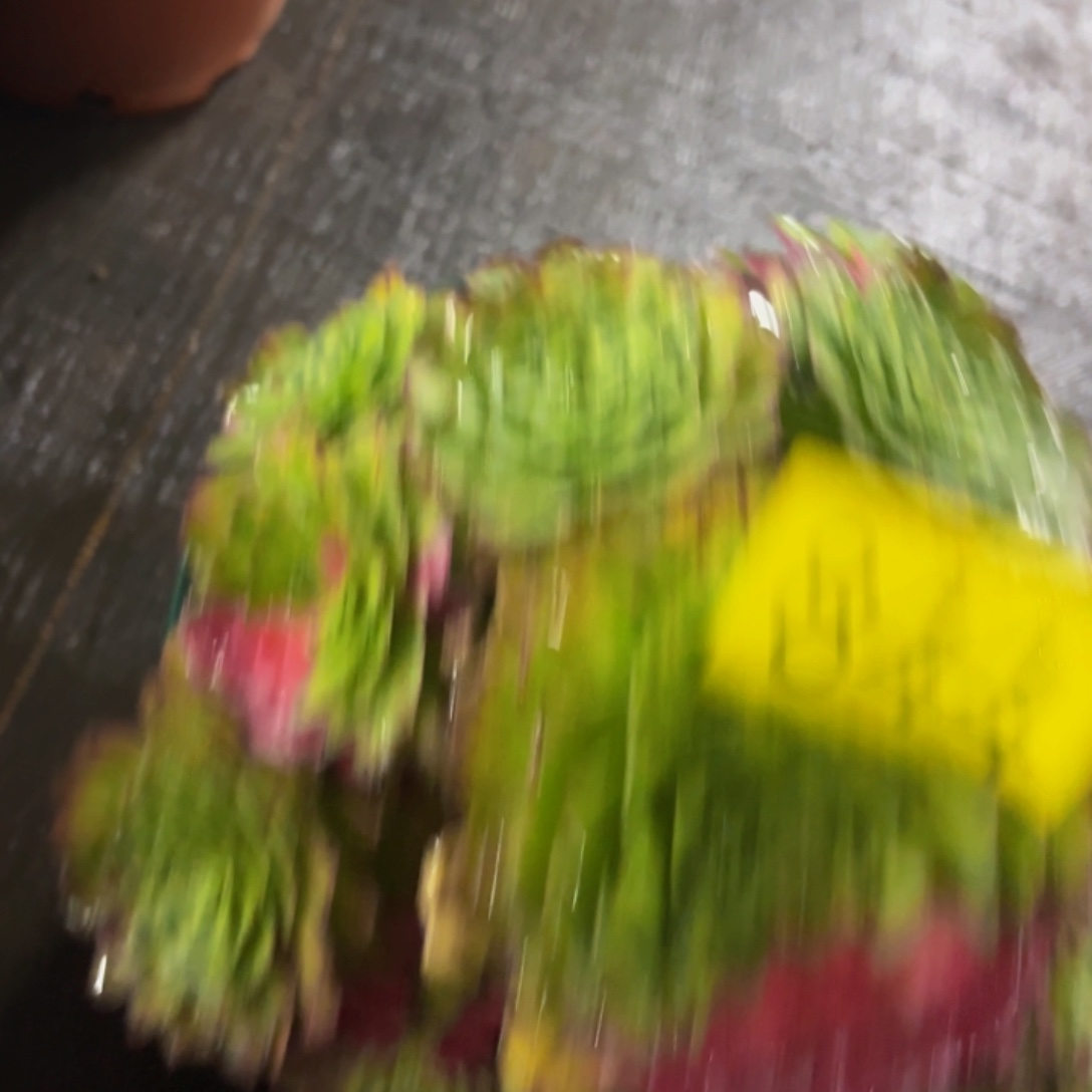 哈哈多肉葡萄努力的844