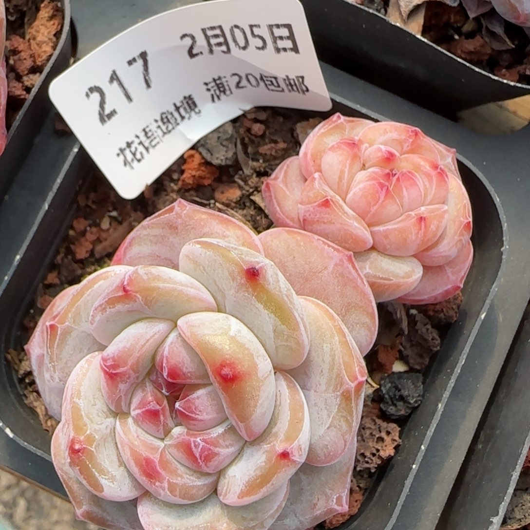 花语逸镜0205-217