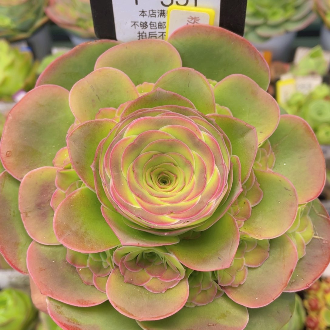 粉红舞鞋一物一拍551