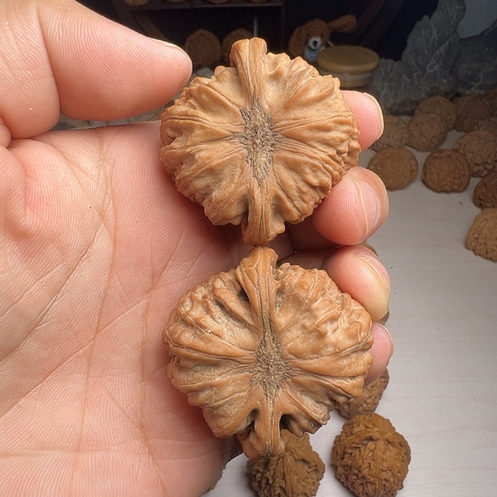大眼睛白狮子狮子头