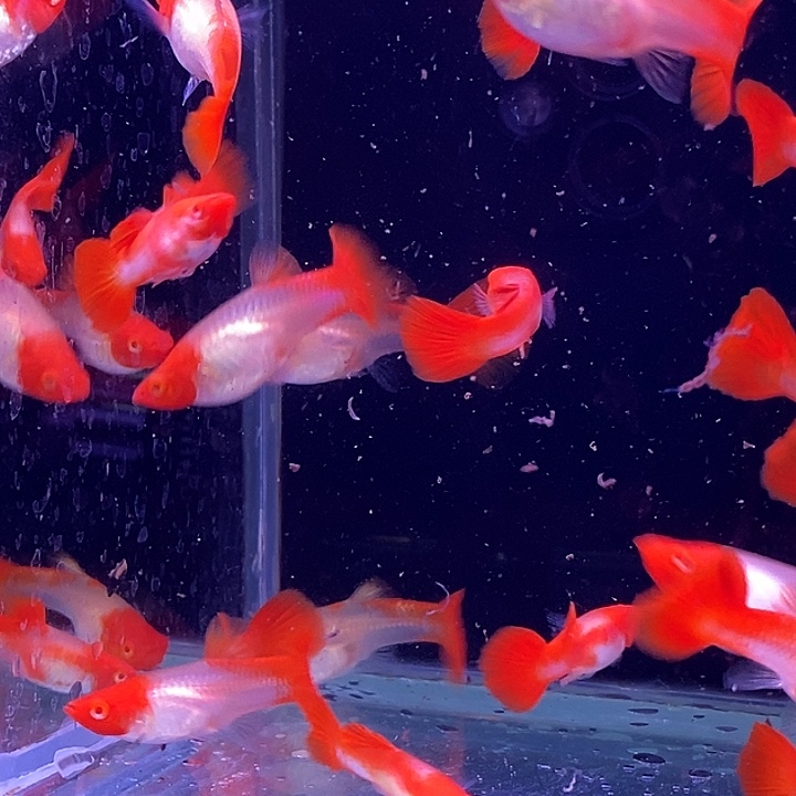 孔雀鱼红头20条包邮