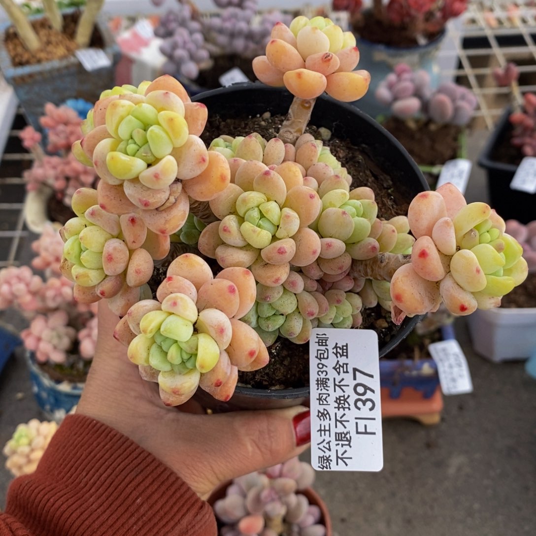 樱花罗琦397/10c m