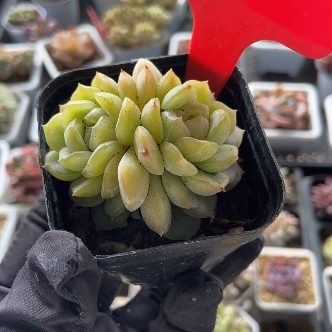 15白恋多肉植物保护