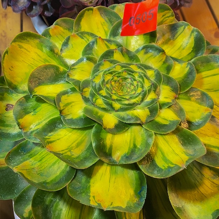 奔***士0505多肉植物暴君