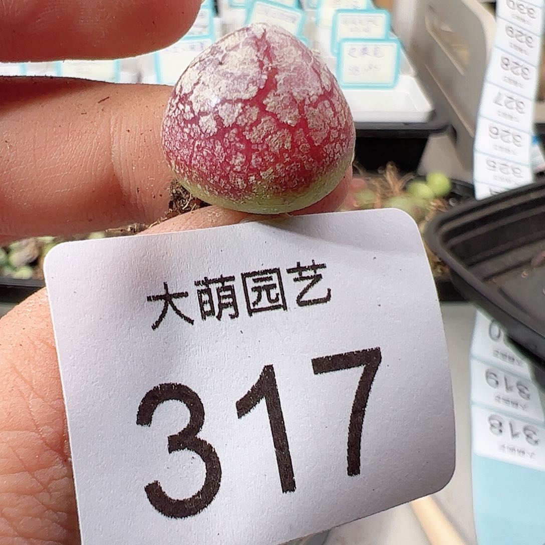 0000317 一物一拍……