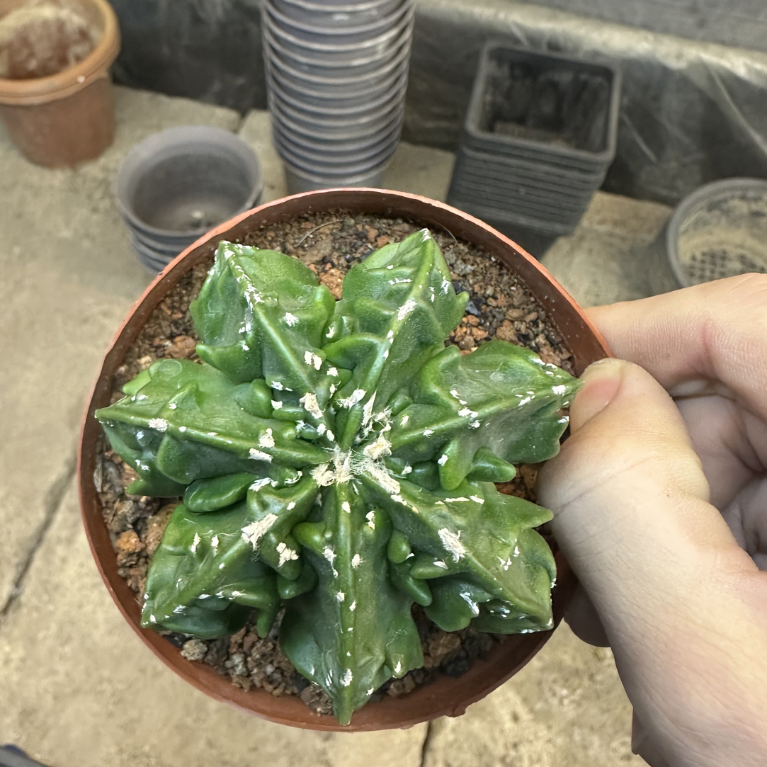 仙人球直播综合链接核桃鸾凤玉