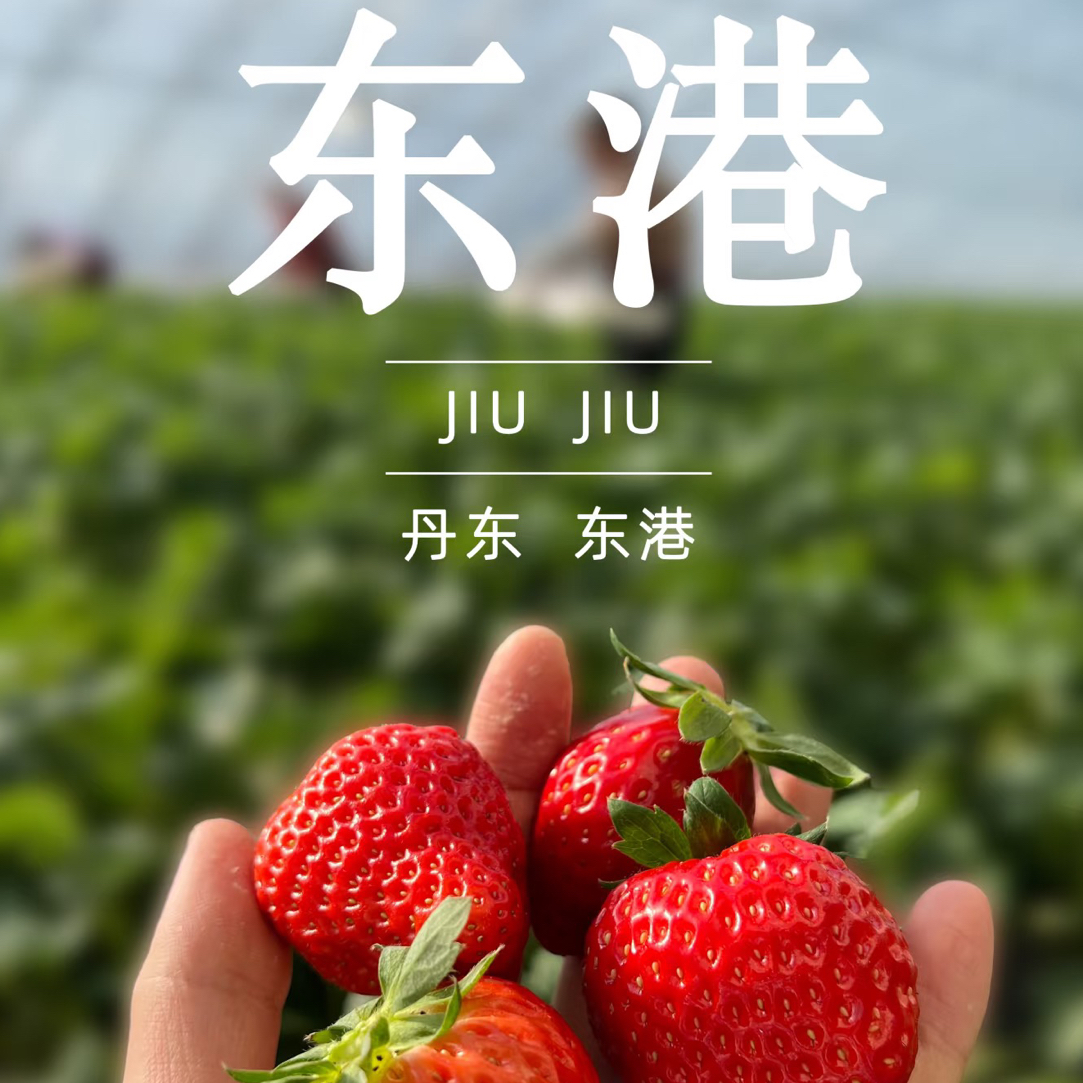 【V嘉精选】丹东九九草莓大板净重1.8斤