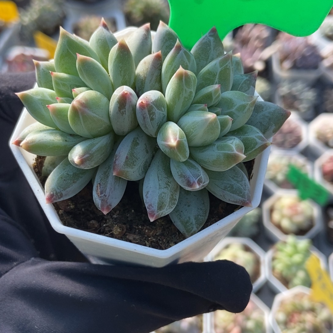 975伊利莎白多肉植物