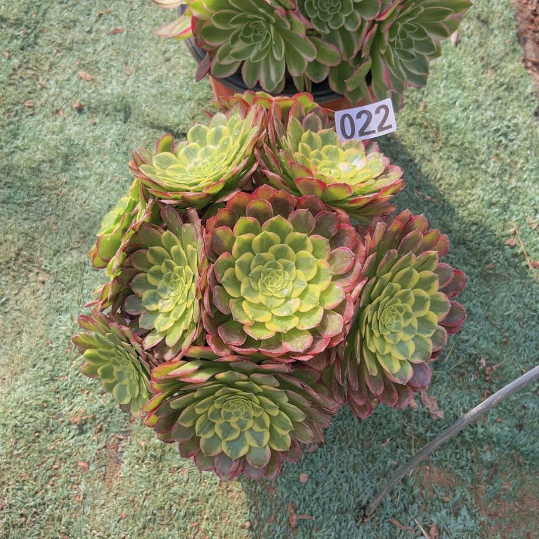 022朝霞锦多肉植物
