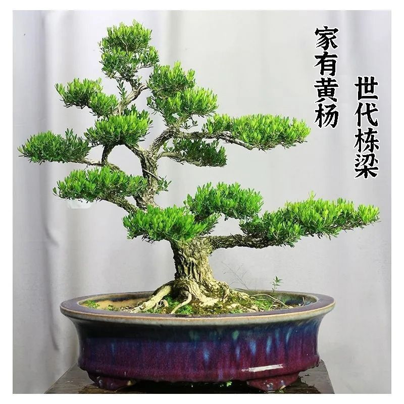 造型黄杨盆景花卉室内外四季常青耐寒地栽盆栽植物办公室好养绿植