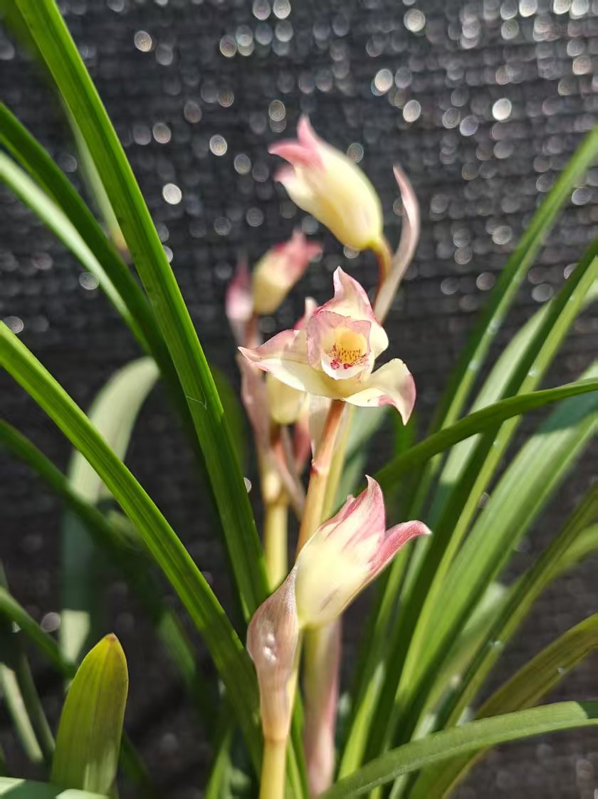 黔兰花卉一物一拍专用