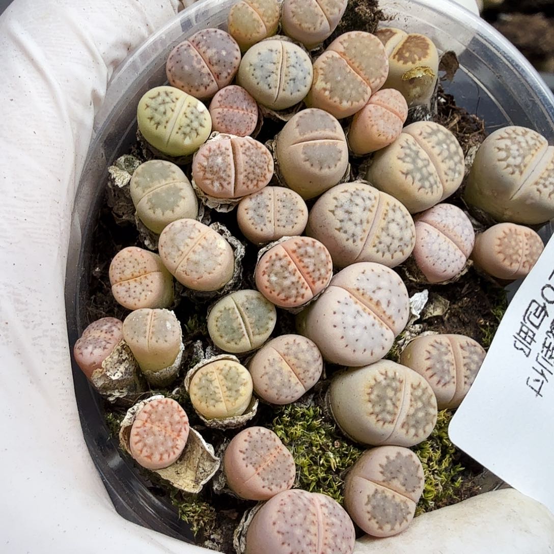 是一个不想被束缚到385哈哈