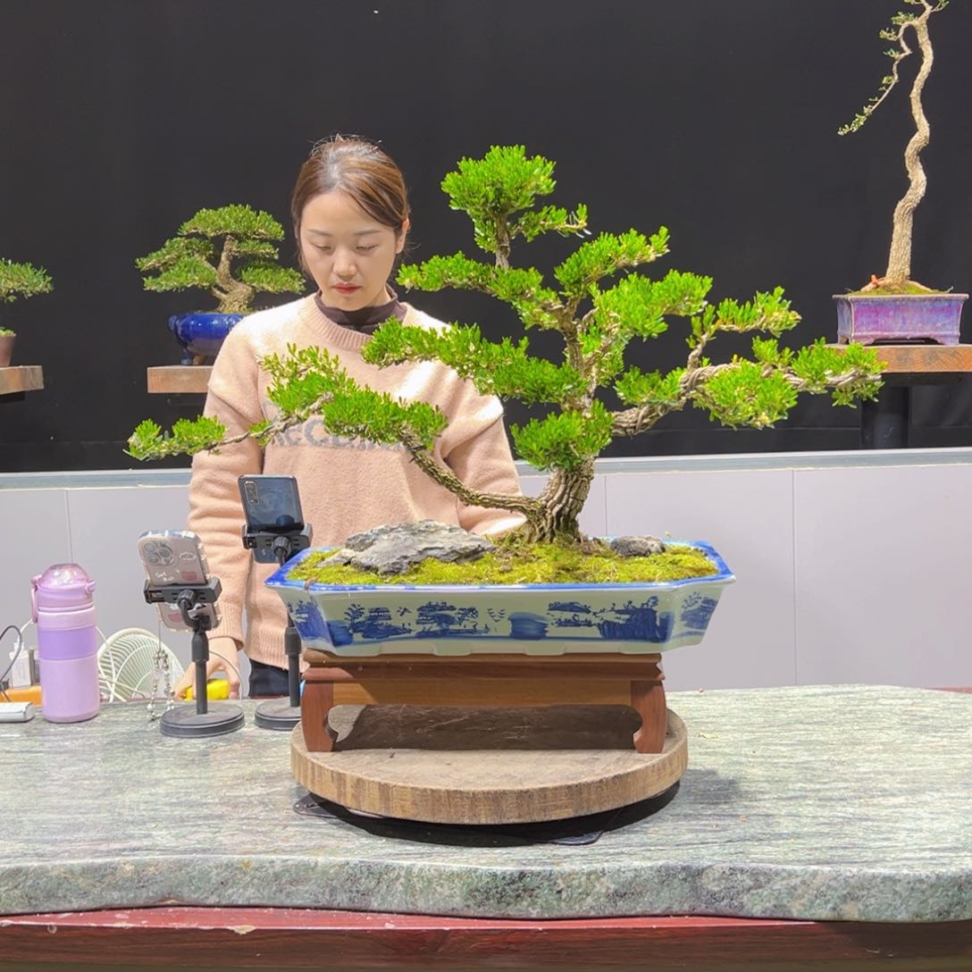 四季常青老桩黄杨盆景