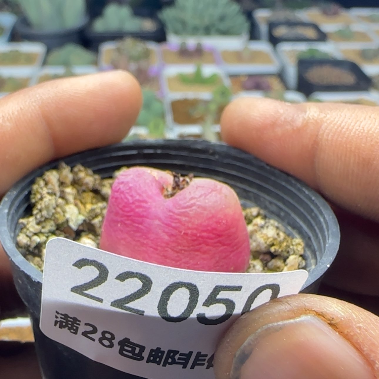 【闪购商品】一****生22050