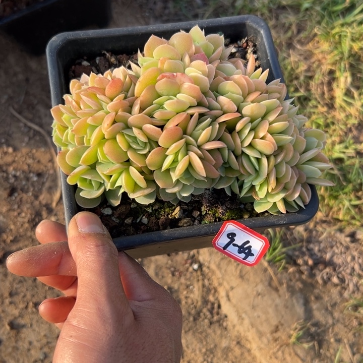 精品多肉植物老桩星娜塔缀