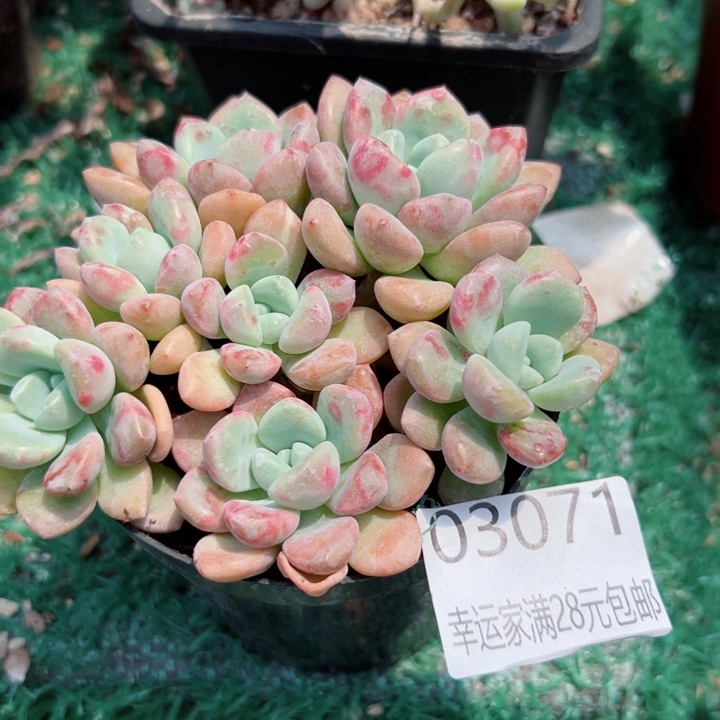 幸运儿是一位非常优秀且非常