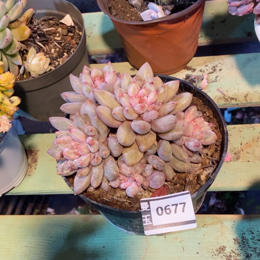 【闪购商品】水晶球0677