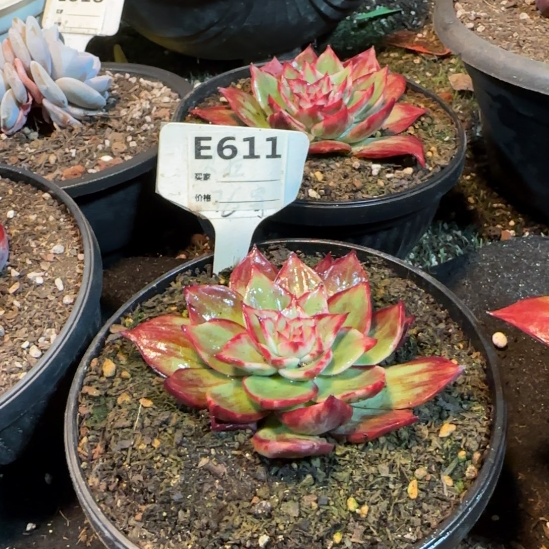 水***姐2个惊鸿一物一拍包装收缩花旱