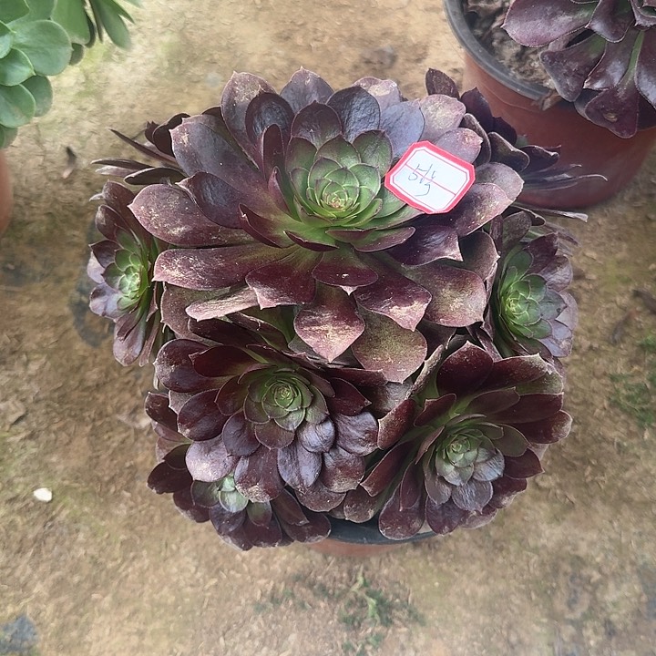 多肉植物法师56号无售后