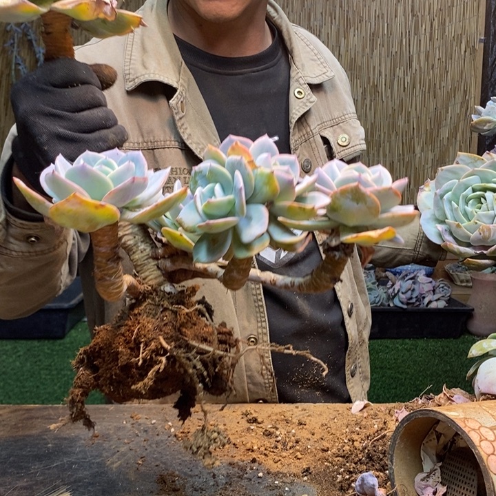 暖****207 号白凤多肉植物