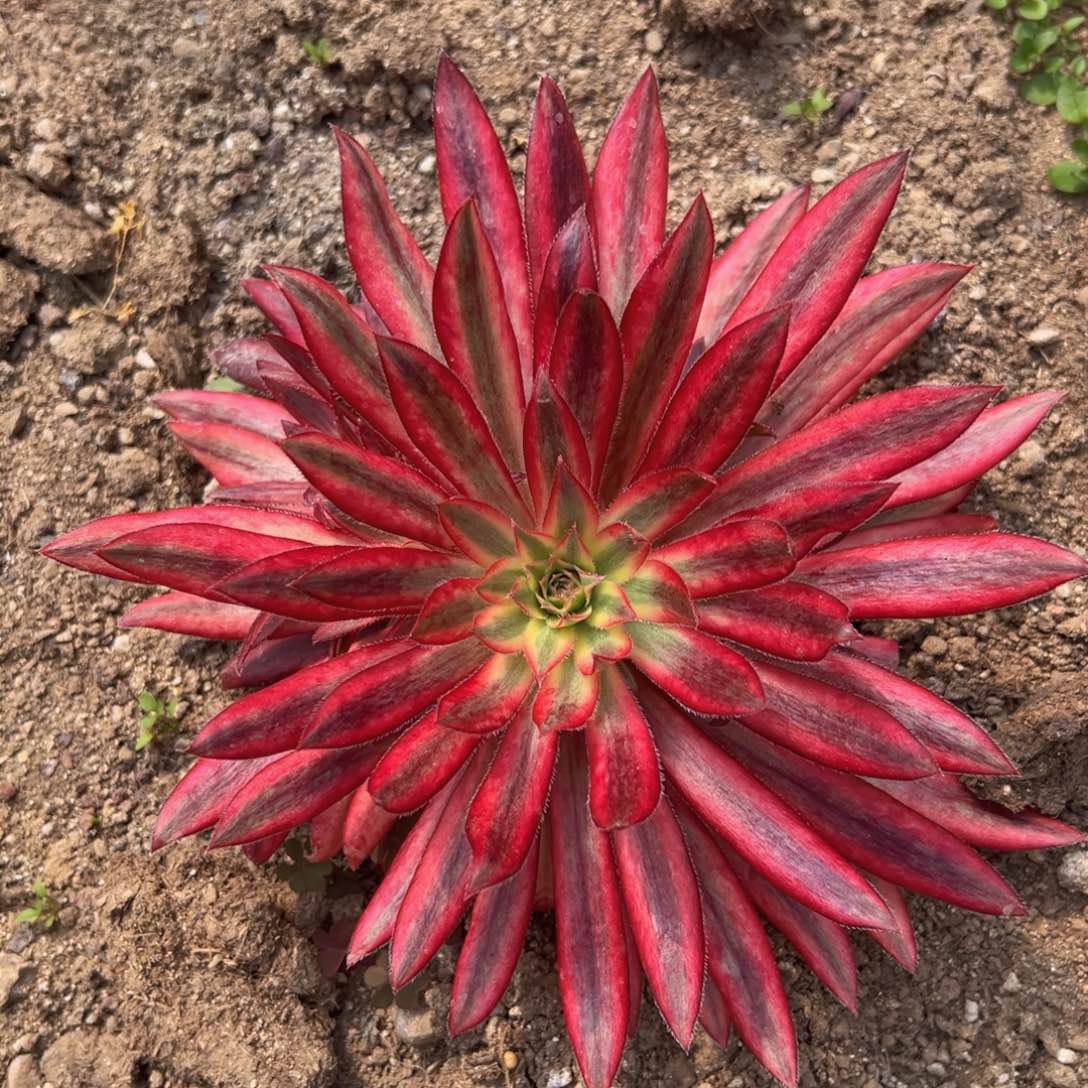 满18包邮朱雀多肉植物