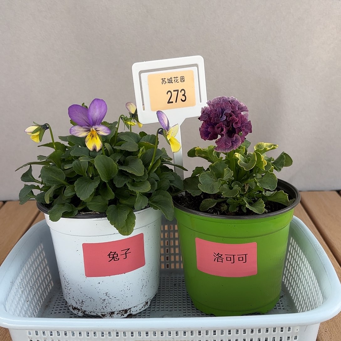 大部分开放少量花苞273