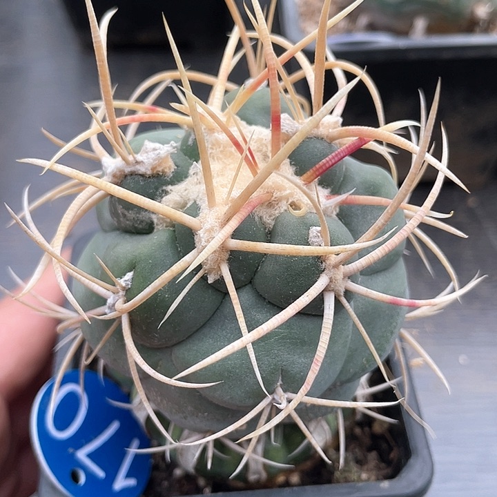 仙人球草球接满39包邮170