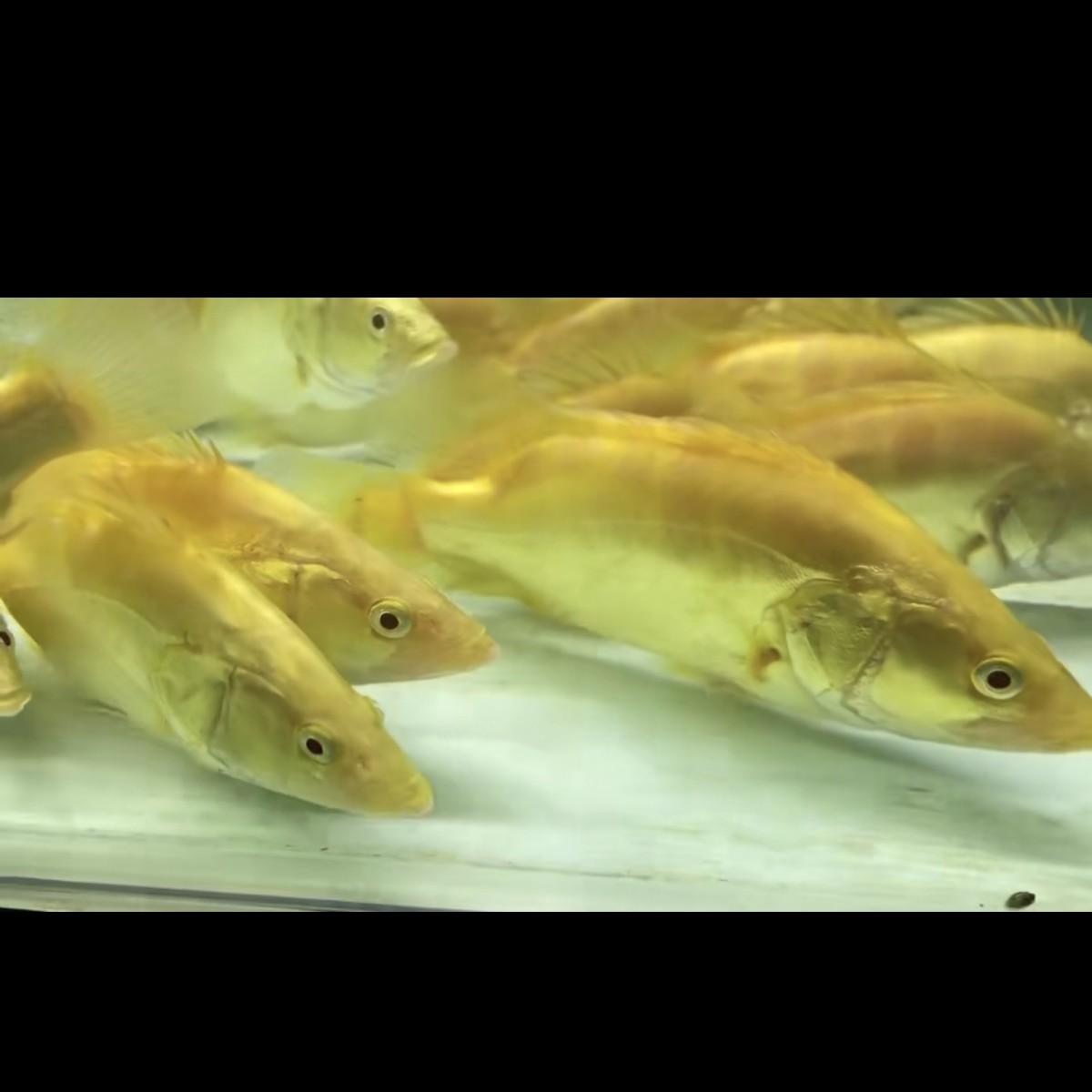 中国虎，印尼四纹虎，印尼杂纹虎