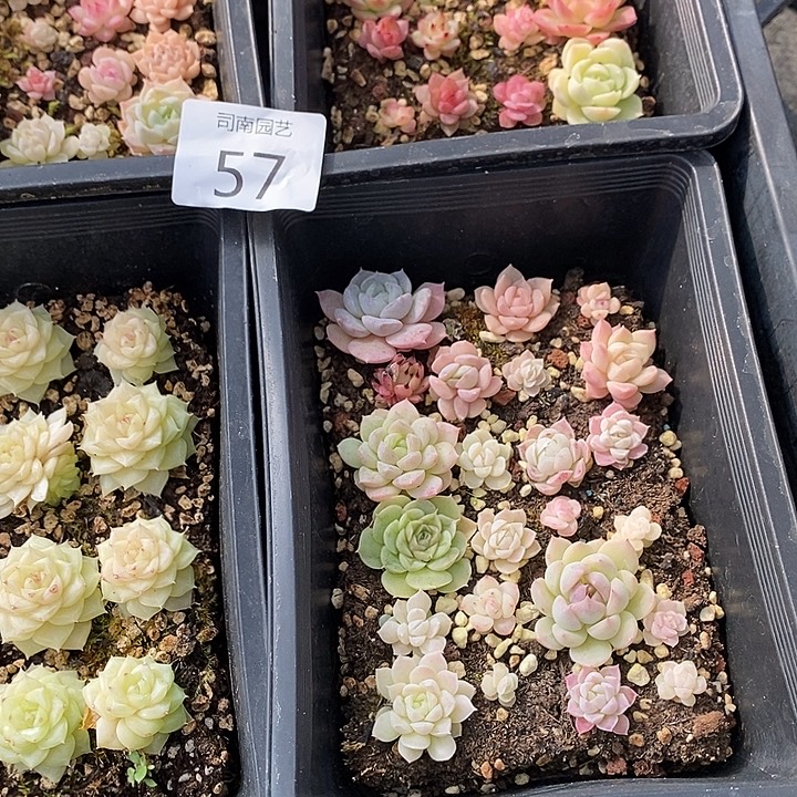 57 多肉植物盆栽花卉