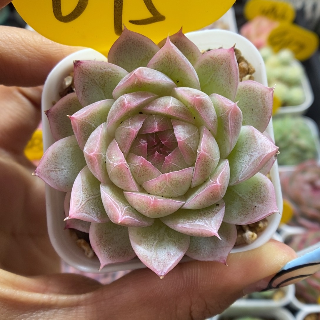 暗纹麦秆可拍675号