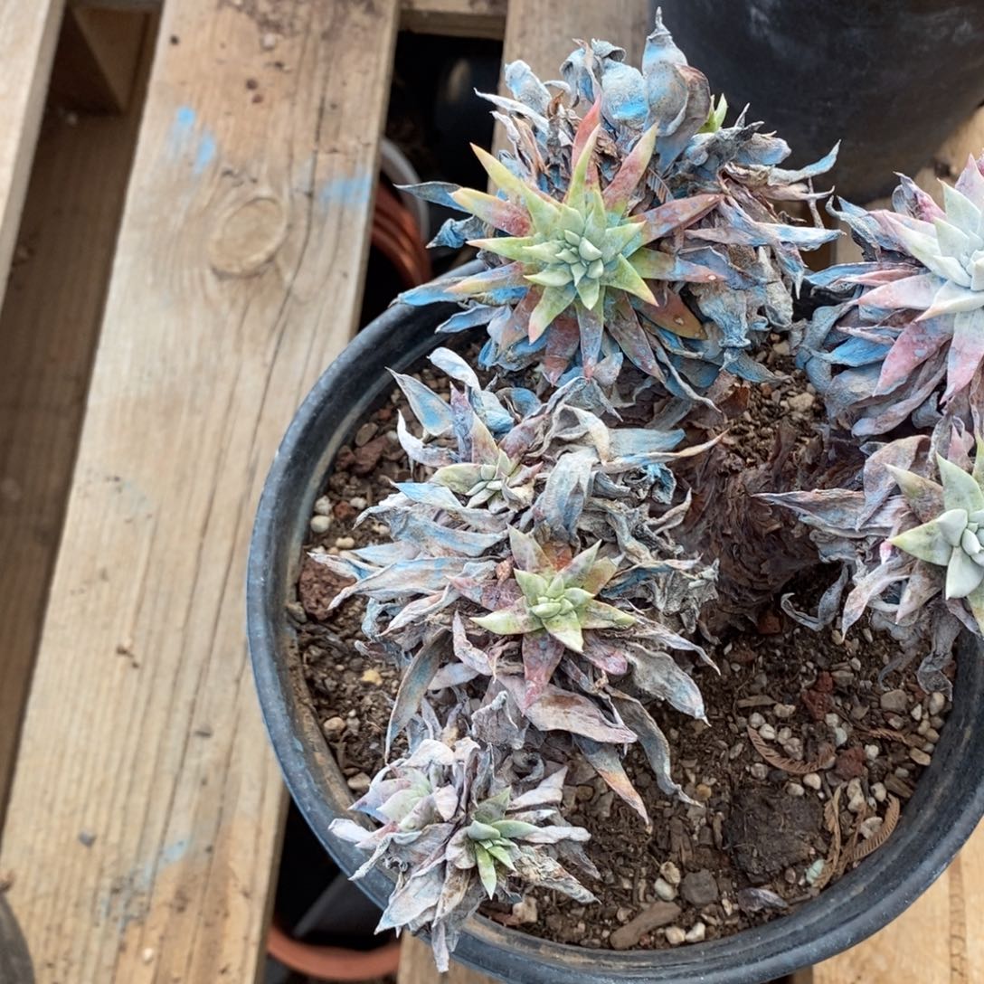 105号流丹粗腿子瑕疵